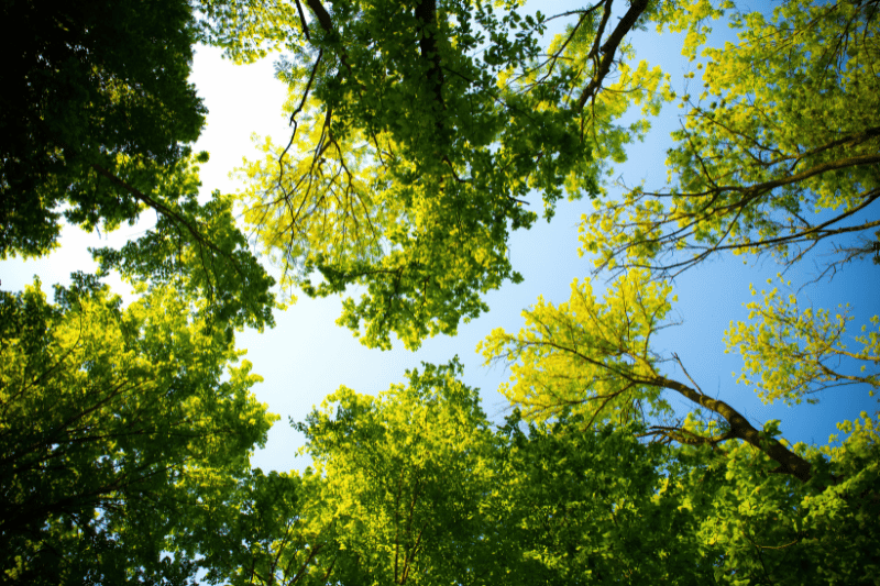 Waldbaden was ist