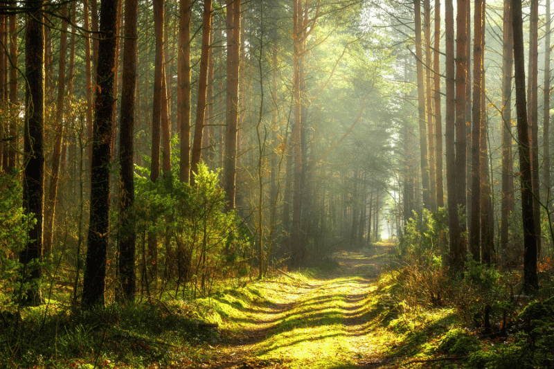 Waldbaden was ist2