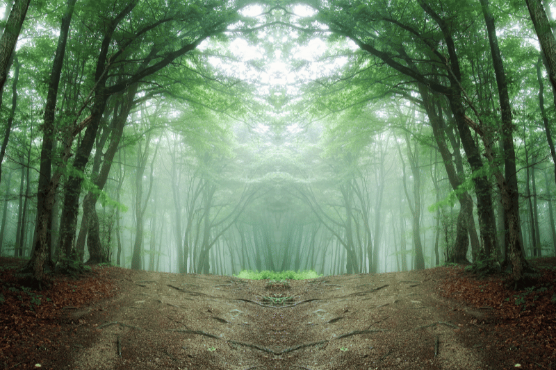 Was ist Waldbaden – und warum ist es so gesund?
